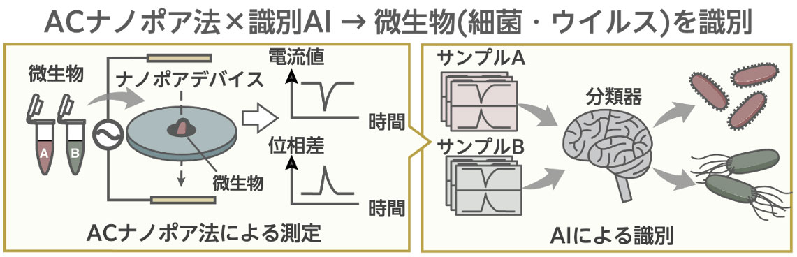 AI駆動ACナノポア法による次世代微生物センサの創出と実用化
